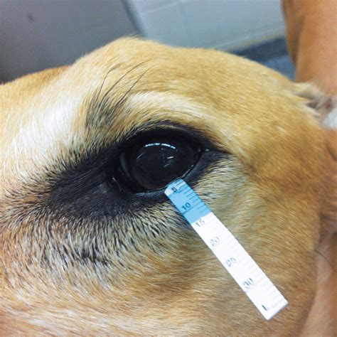 schirmer tear test veterinary